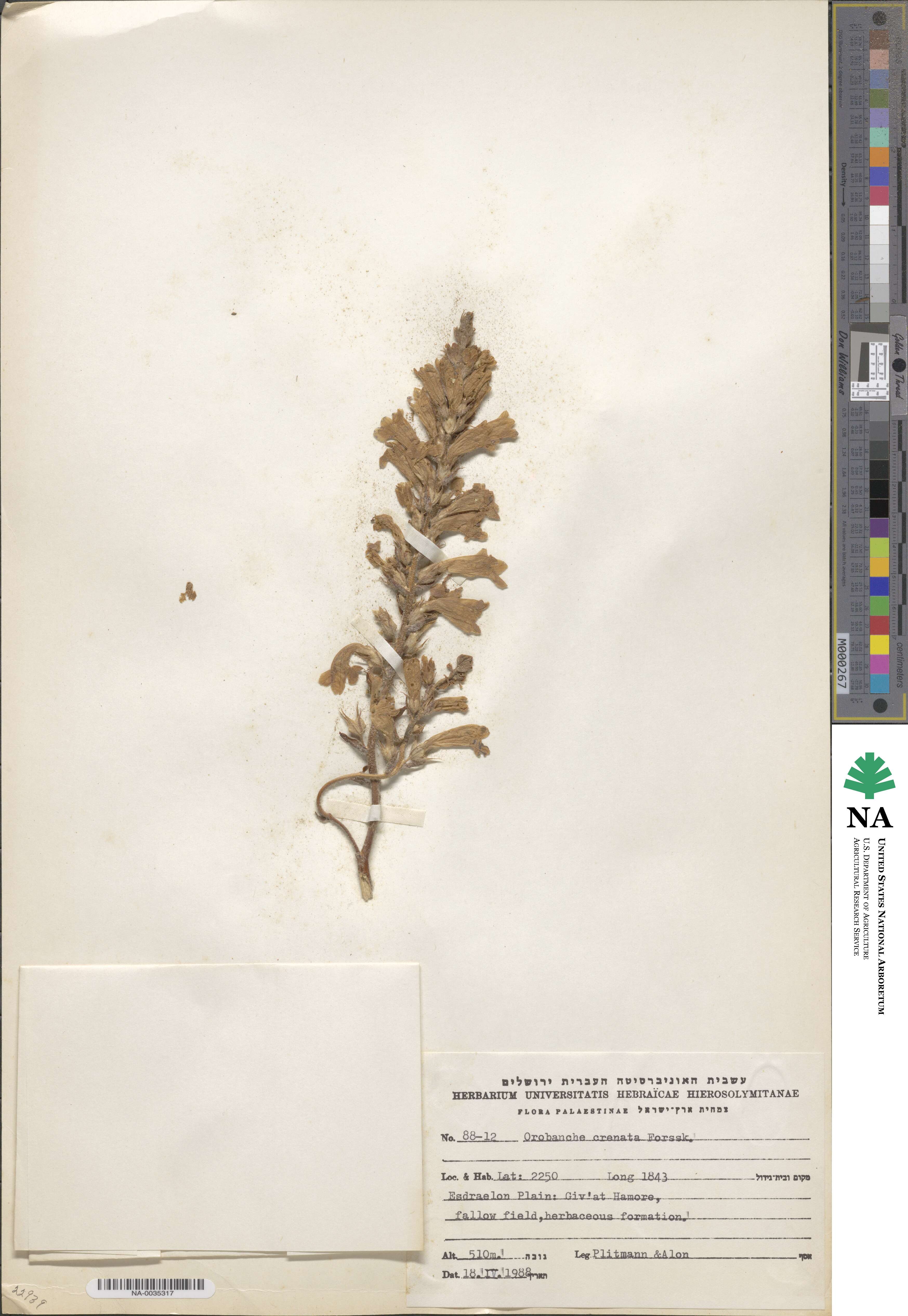 Orobanche crenata image