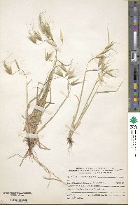 Avena sterilis image