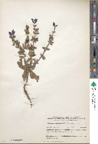 Salvia viridis image