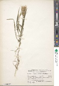 Geropogon hybridus image