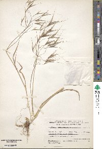 Bromus madritensis image