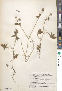 Trifolium alexandrinum image