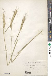 Hordeum bulbosum image