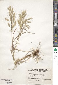 Bromus lanceolatus image