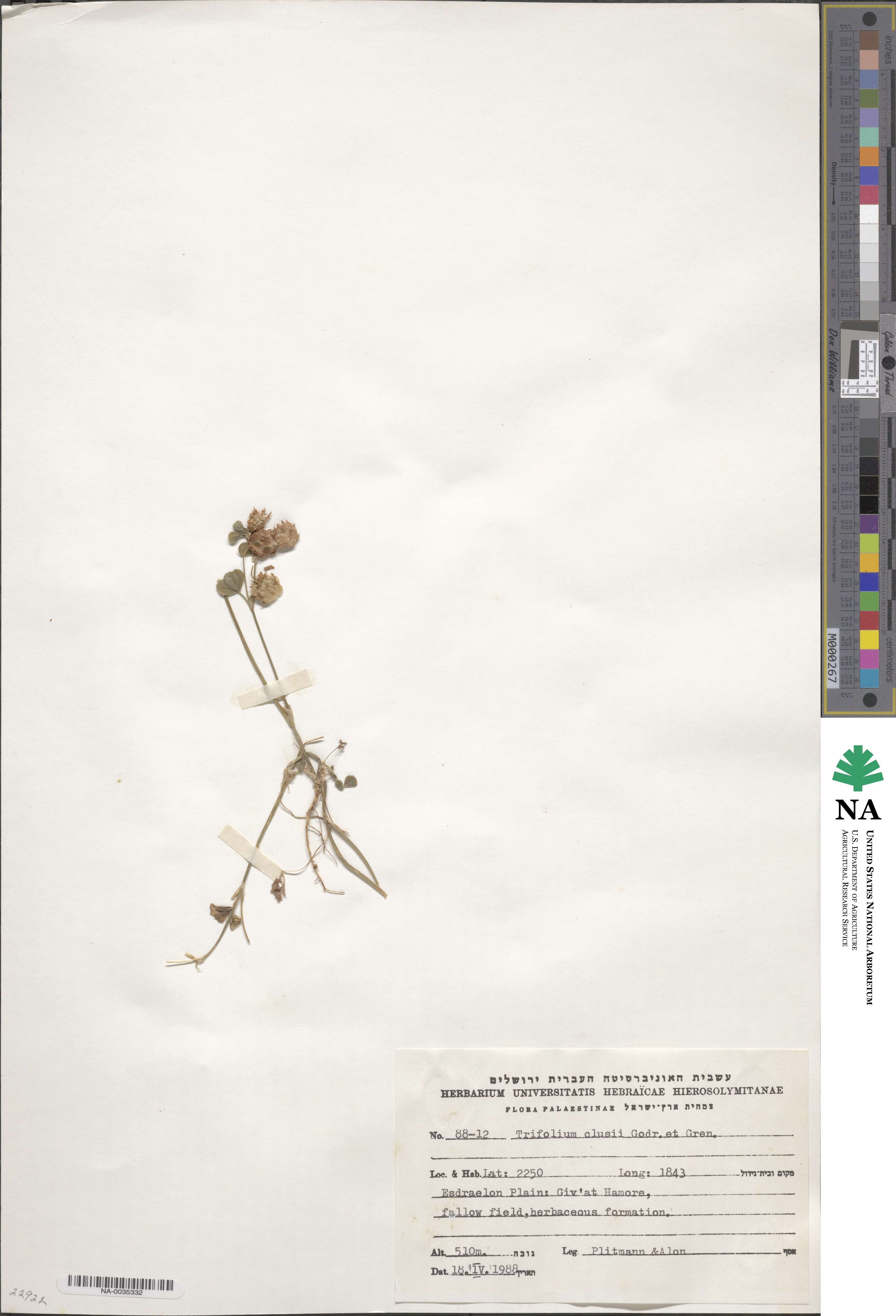 Trifolium clusii image