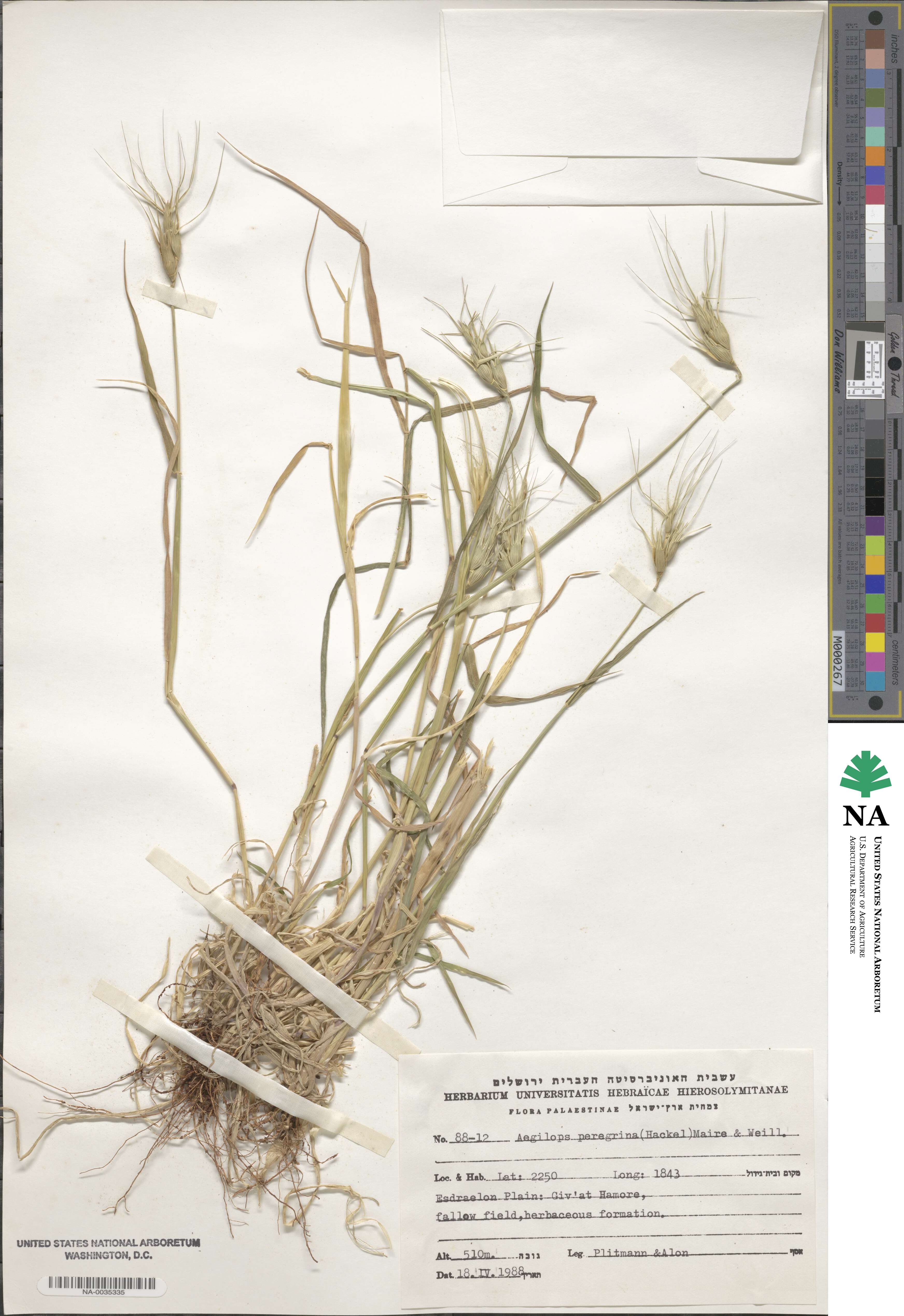 Aegilops peregrina image