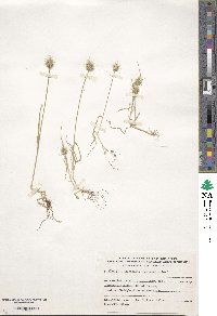 Image of Echinaria capitata