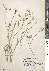 Pimpinella peregrina image