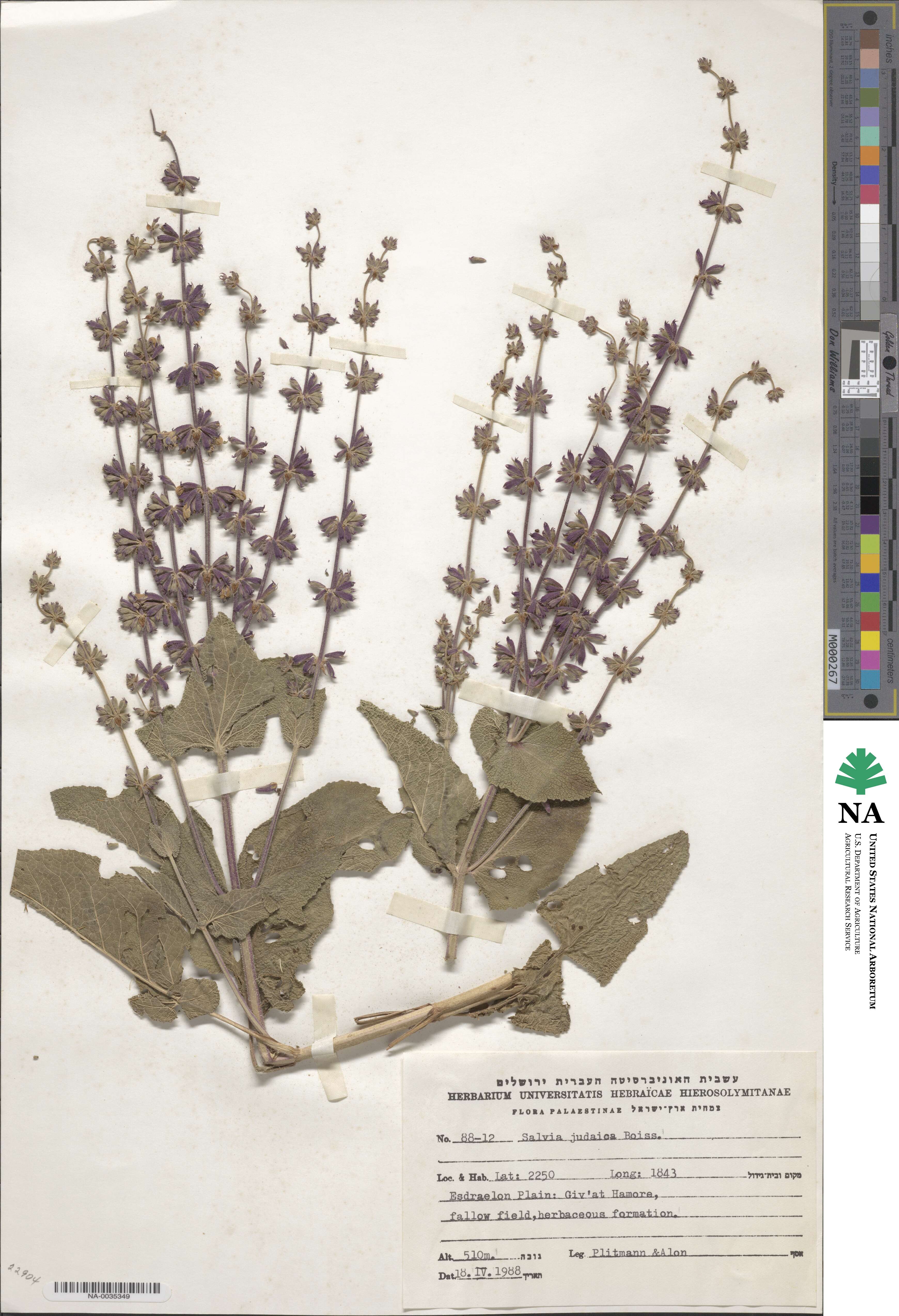 Salvia judaica image