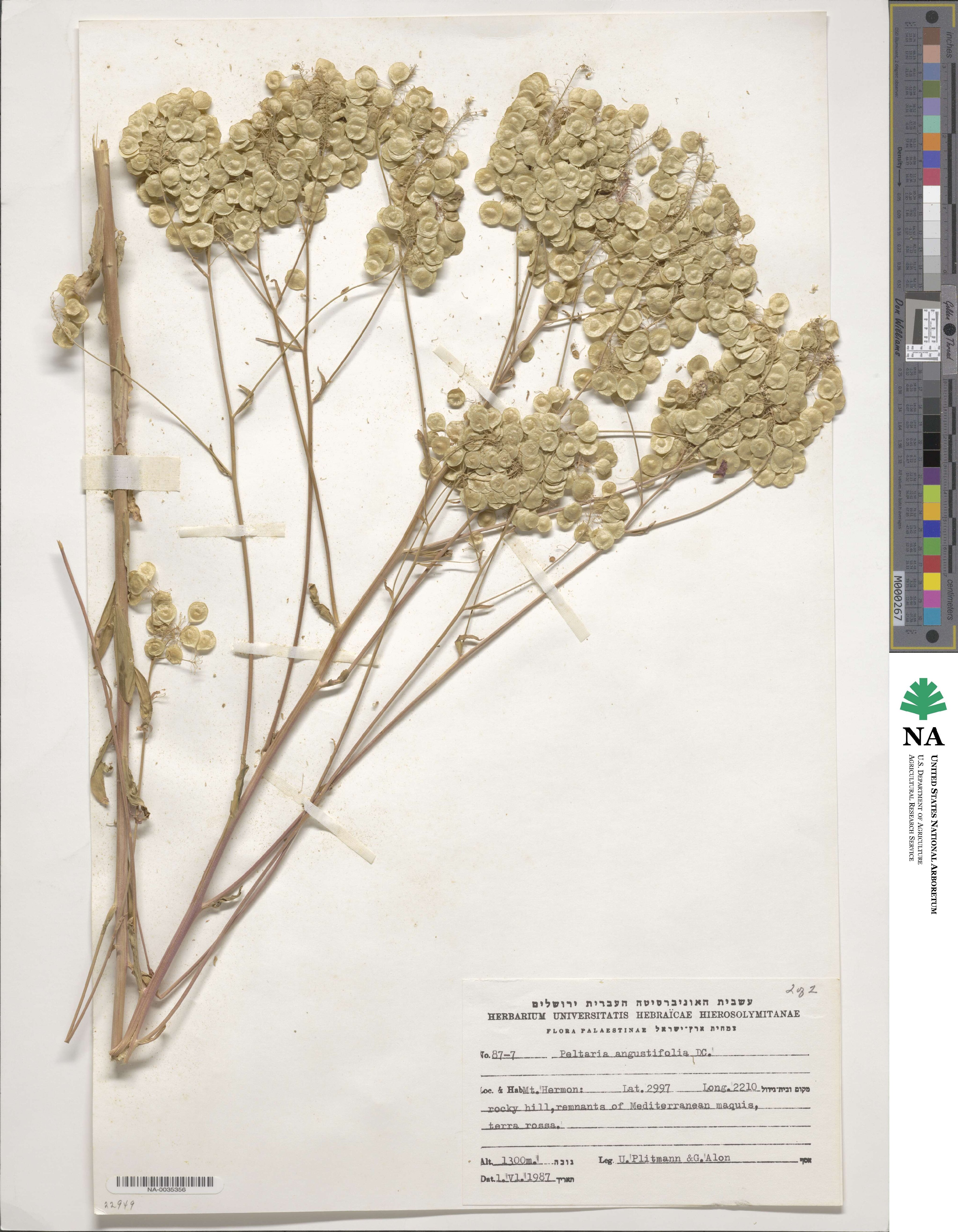 Peltaria angustifolia image