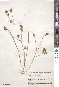 Trifolium scabrum image