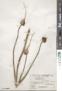 Image of Allium ampeloprasum