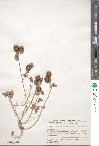 Trifolium physodes image