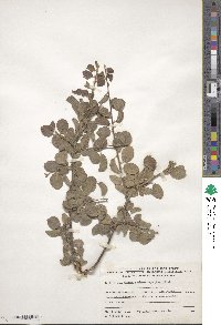 Prunus microcarpa image