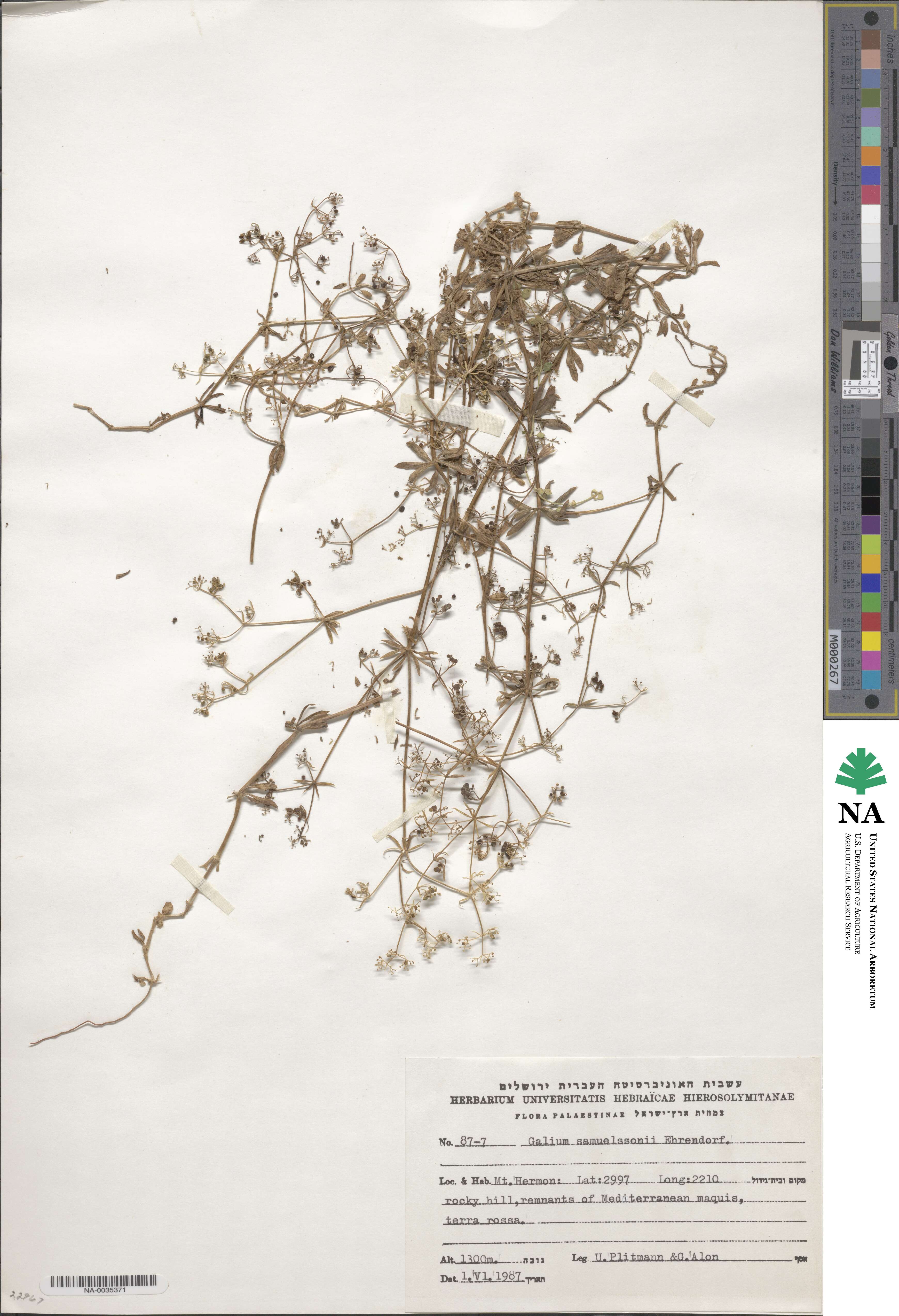 Galium samuelssonii image