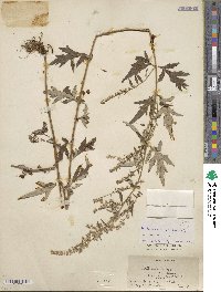 Artemisia vulgaris image