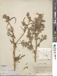 Artemisia absinthium image