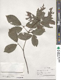 Quercus serrata image