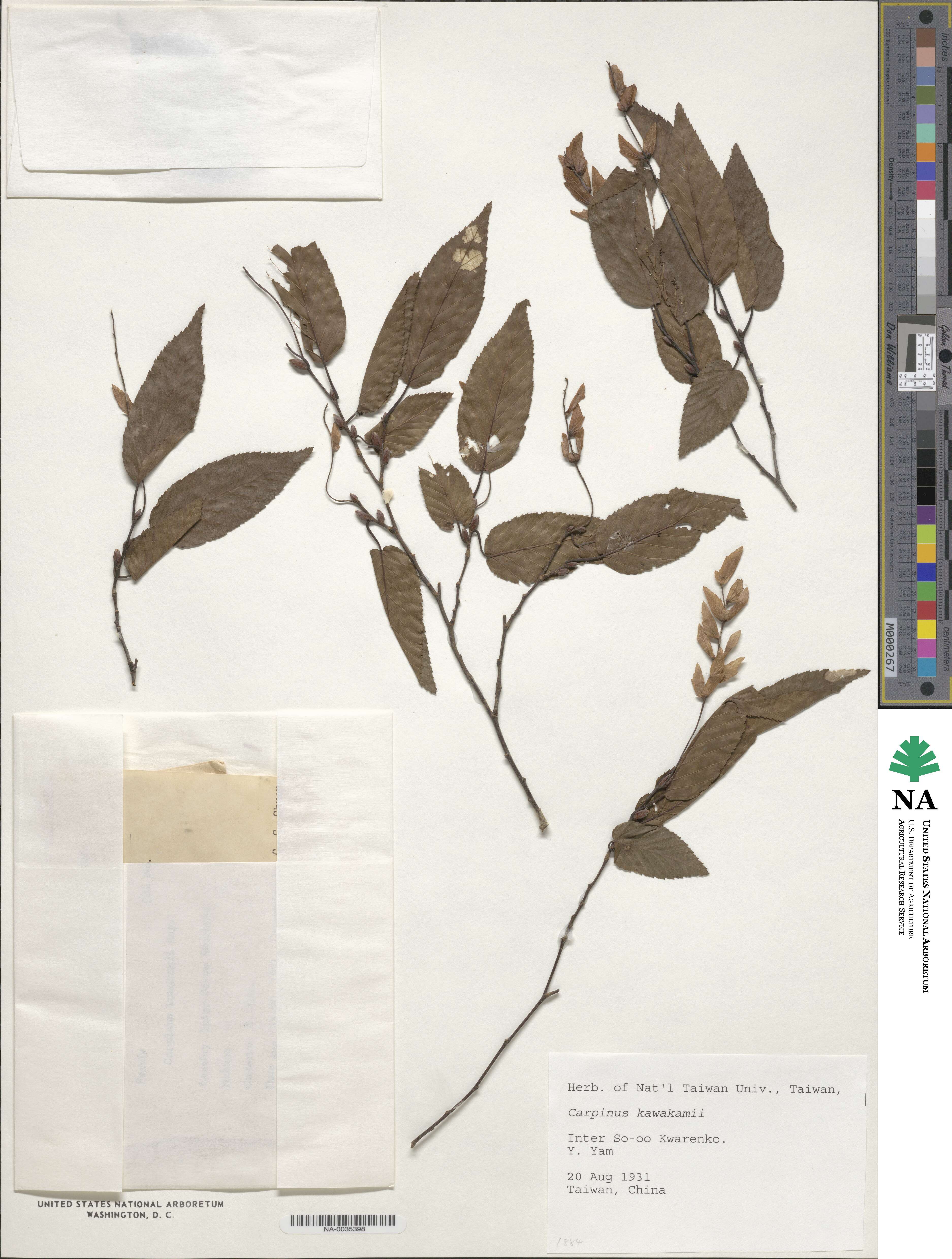 Carpinus kawakamii image