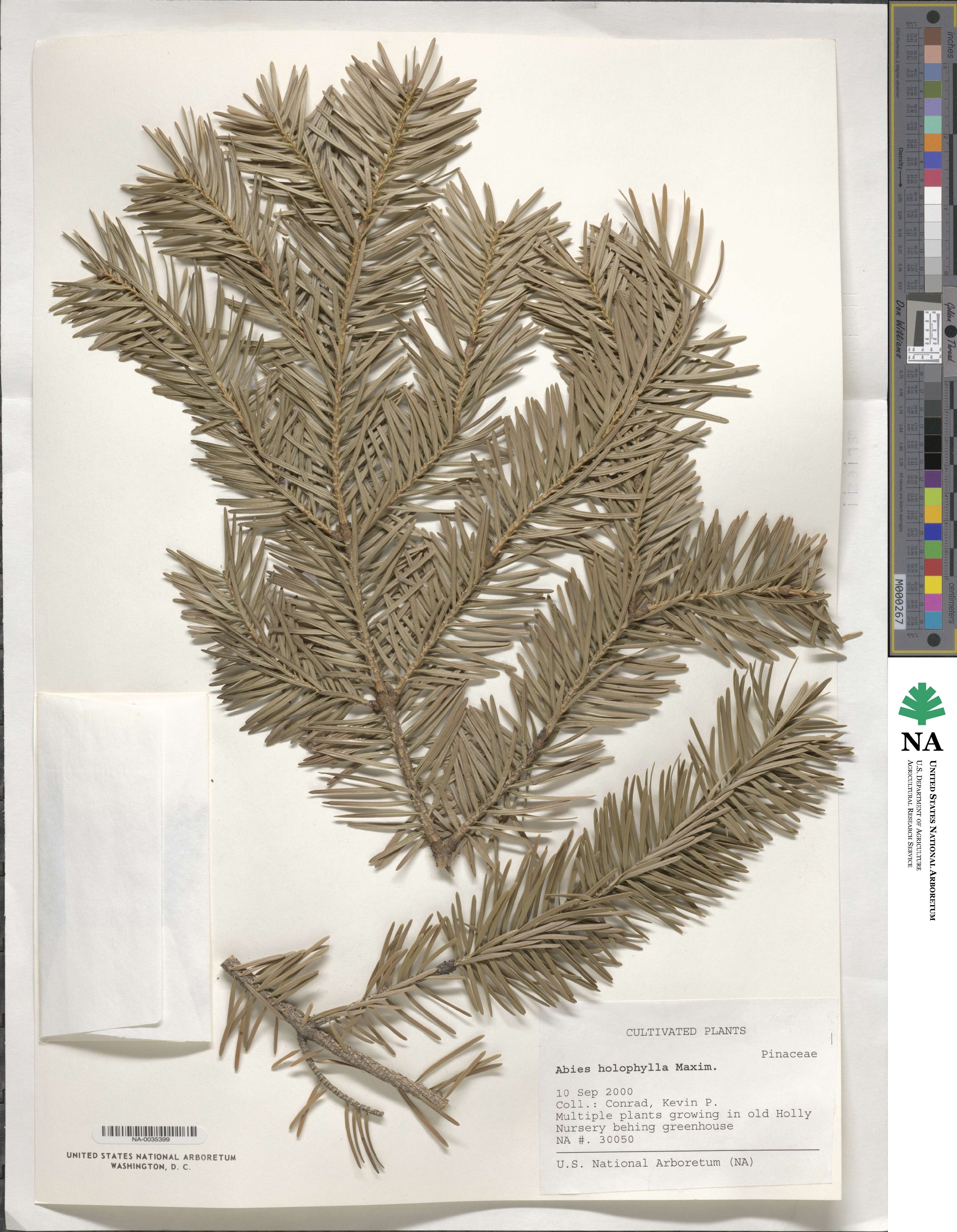 Abies holophylla image