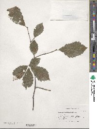 Quercus serrata image