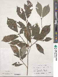 Quercus serrata image