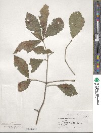 Quercus serrata image