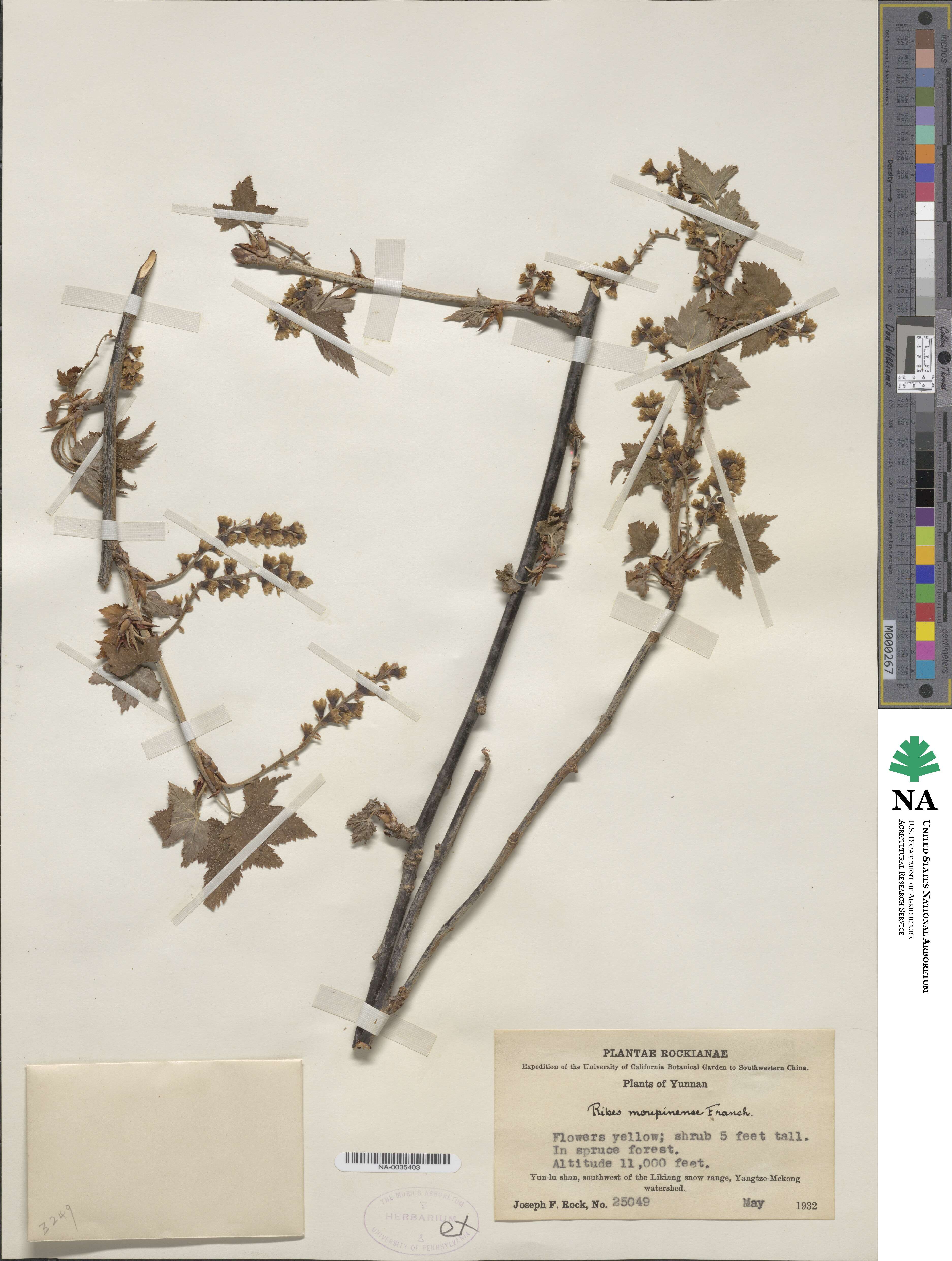 Ribes moupinense image