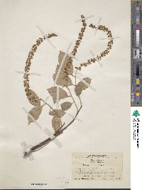 Image of Itea yunnanensis