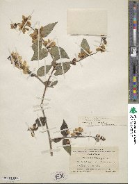 Philadelphus delavayi image