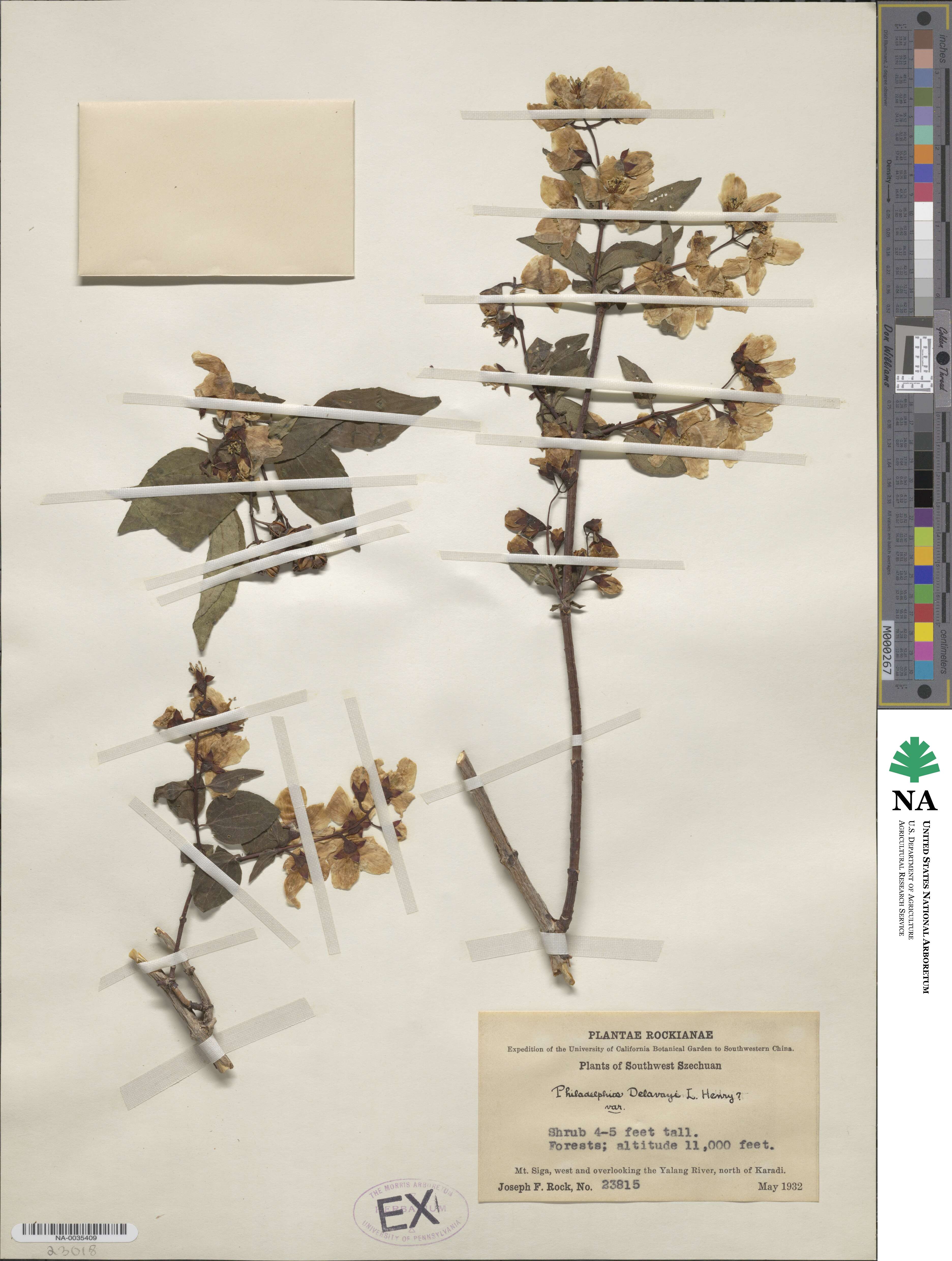 Philadelphus delavayi image