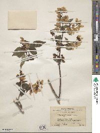 Philadelphus delavayi image