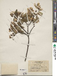 Philadelphus calvescens image