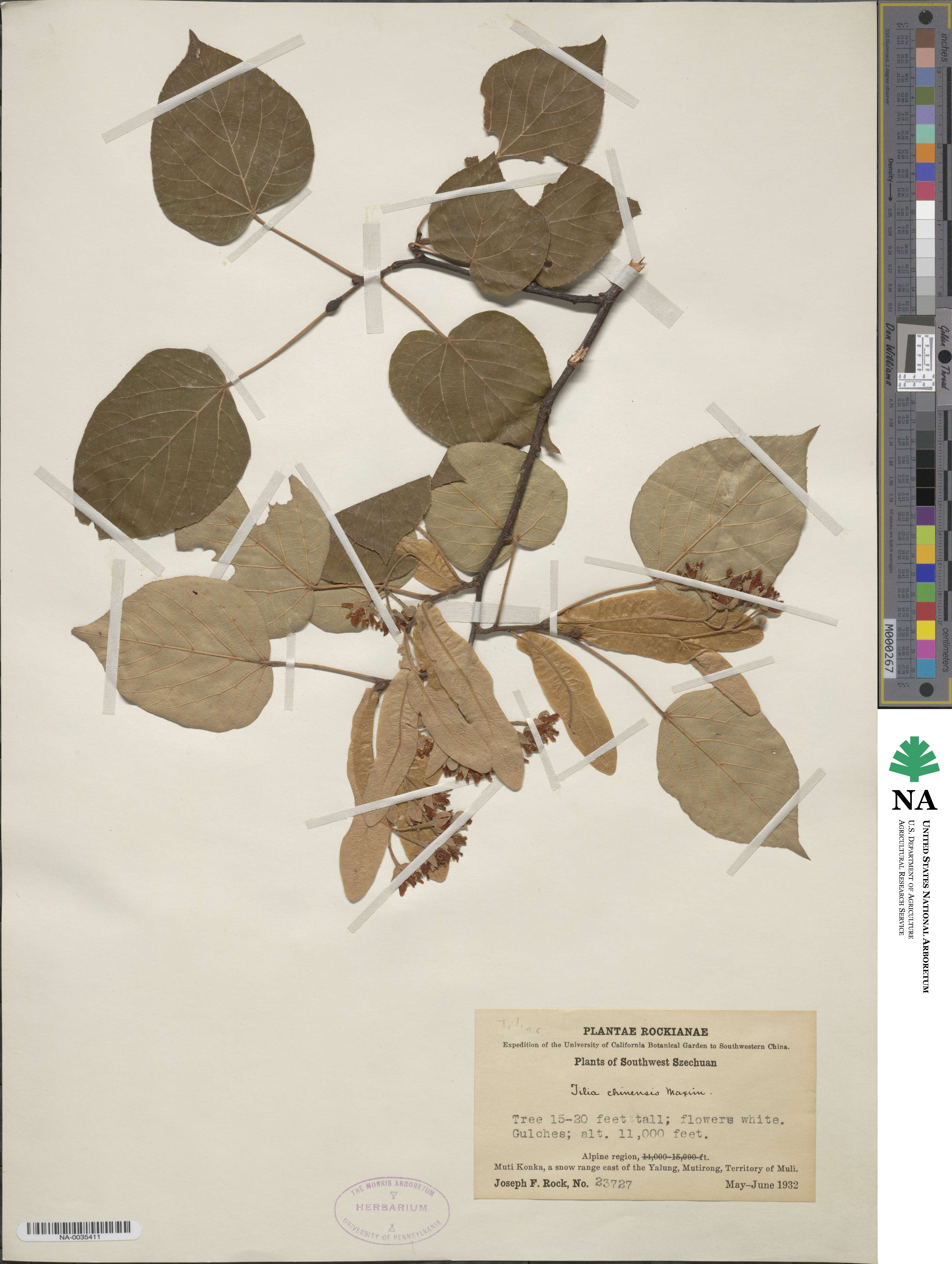 Tilia chinensis image