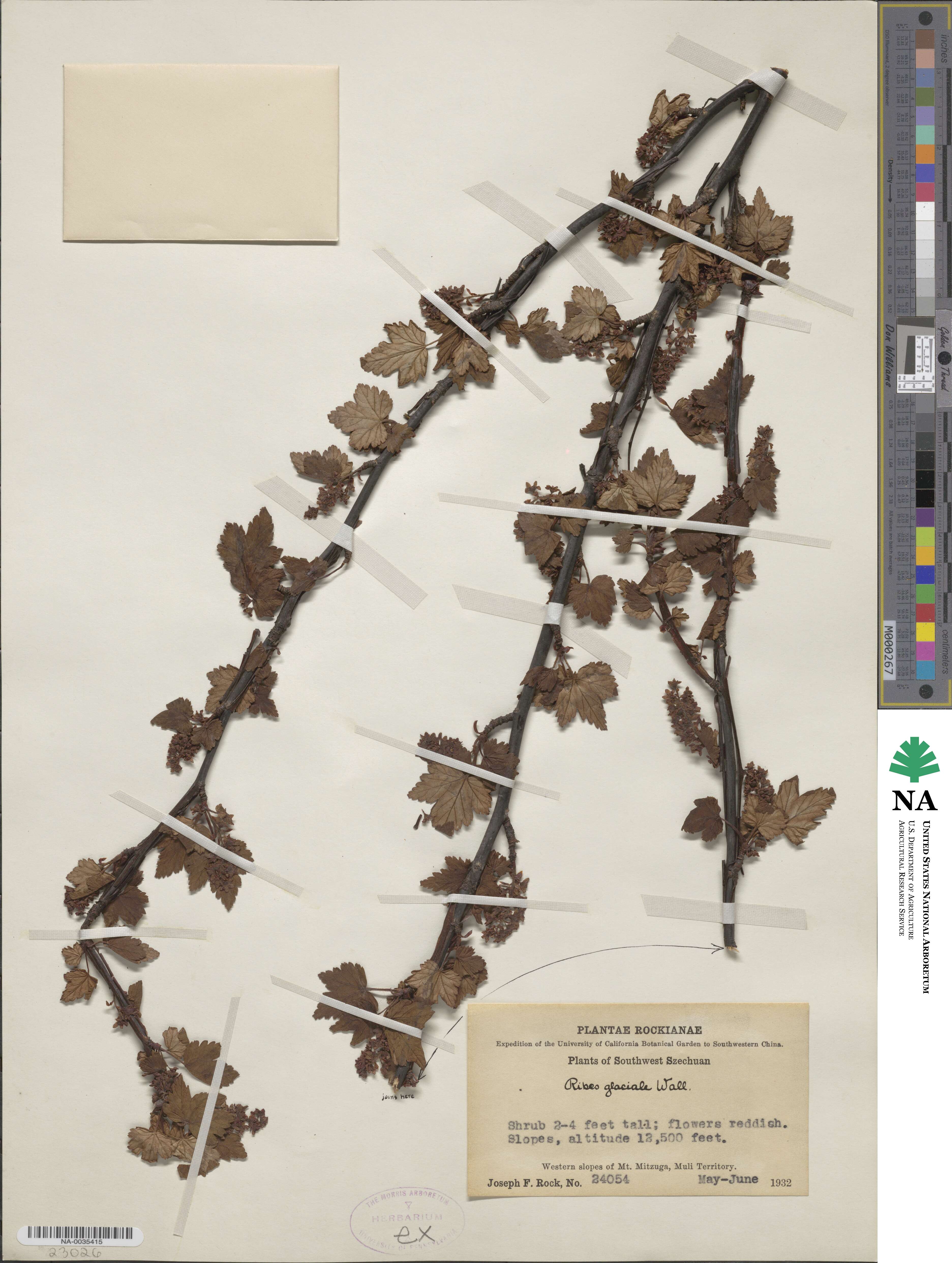 Ribes glaciale image