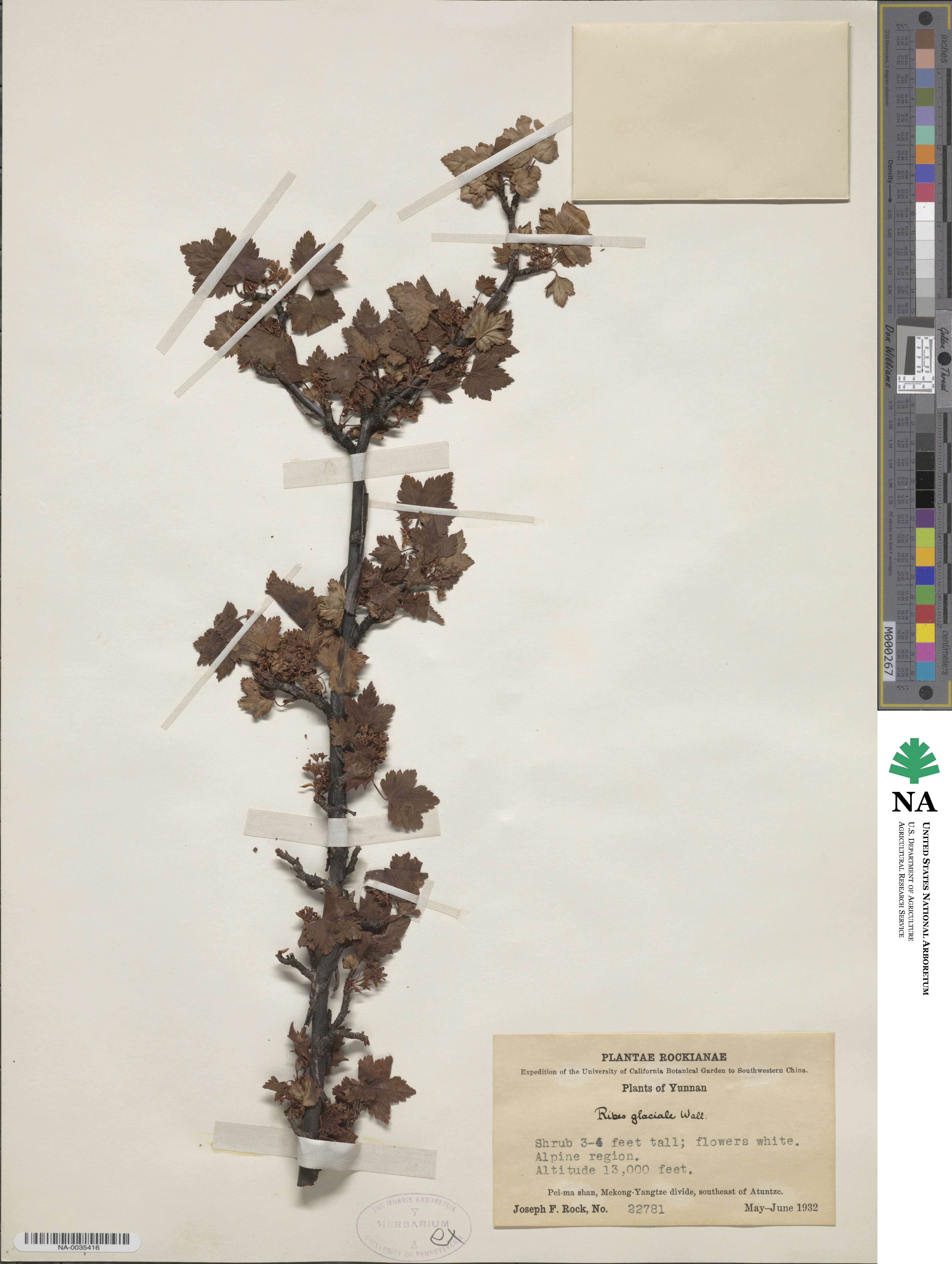 Ribes glaciale image