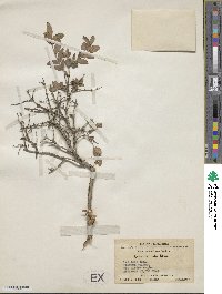 Lonicera cyanocarpa image