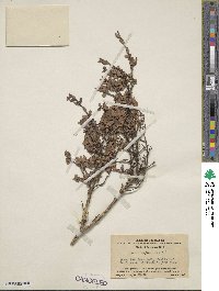 Lonicera myrtillus image