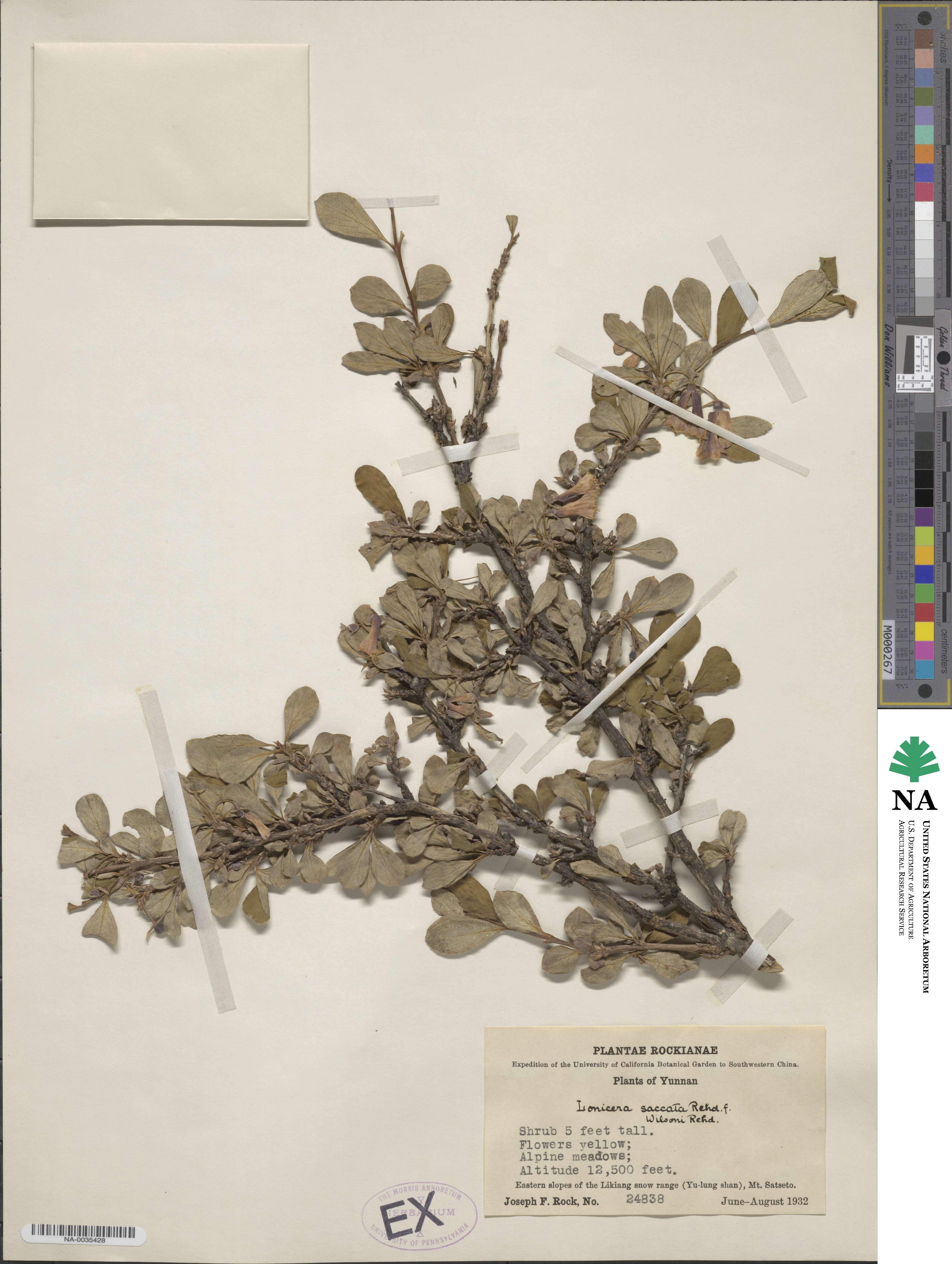 Lonicera tangutica image