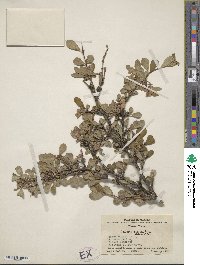 Lonicera tangutica image