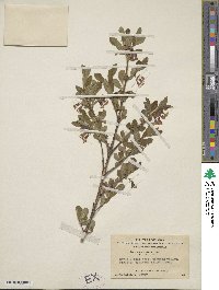 Lonicera tangutica image