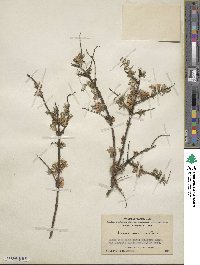 Lonicera rupicola image