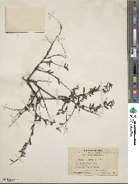 Lonicera rupicola image