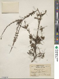 Lonicera rupicola var. syringantha image