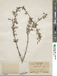 Lonicera tangutica image