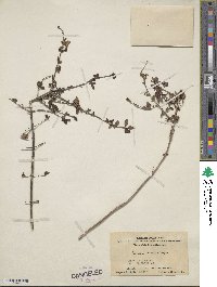 Lonicera tangutica image