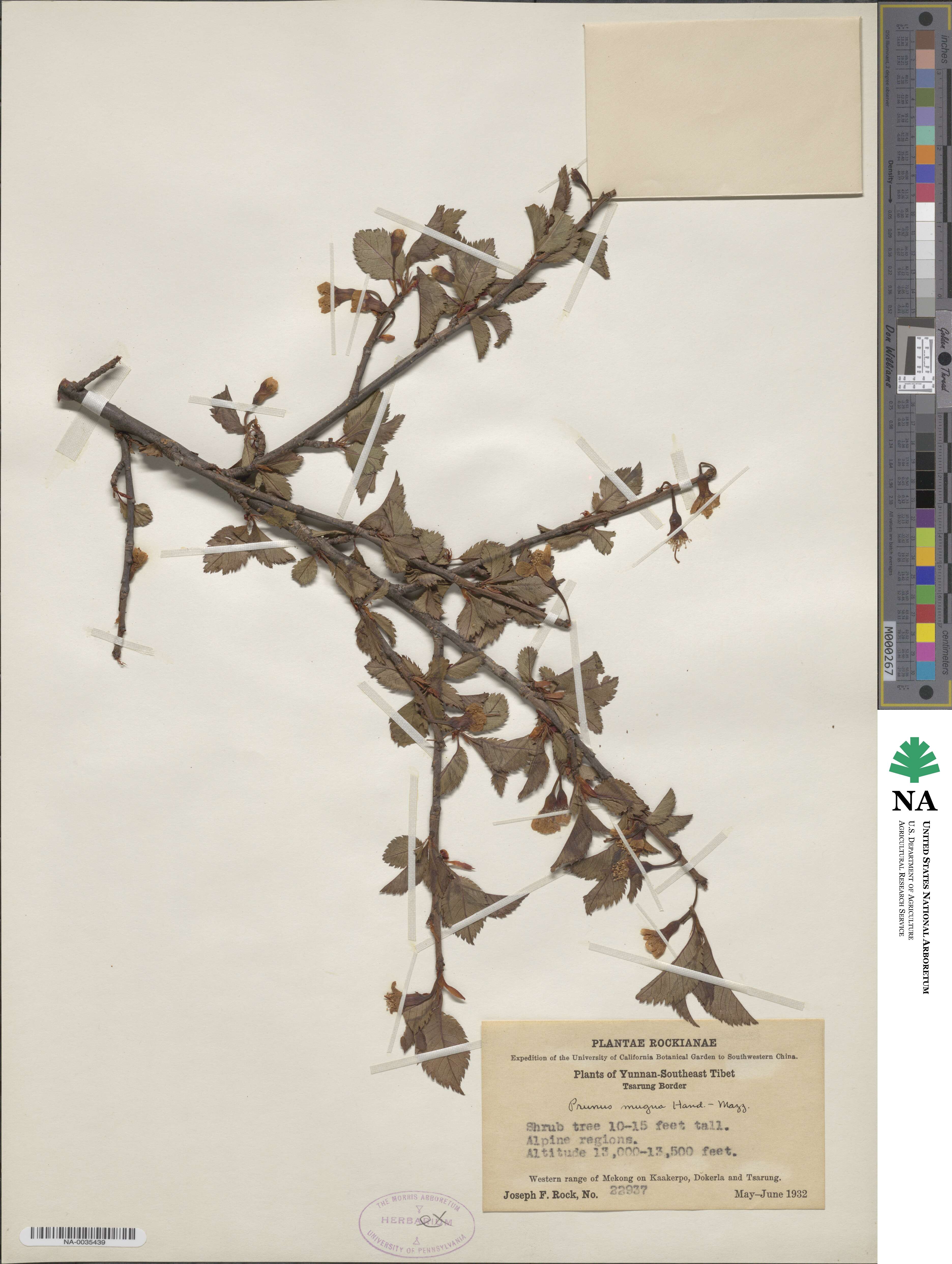 Prunus mugus image