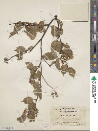 Image of Prunus conadenia