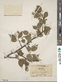 Prunus conadenia image