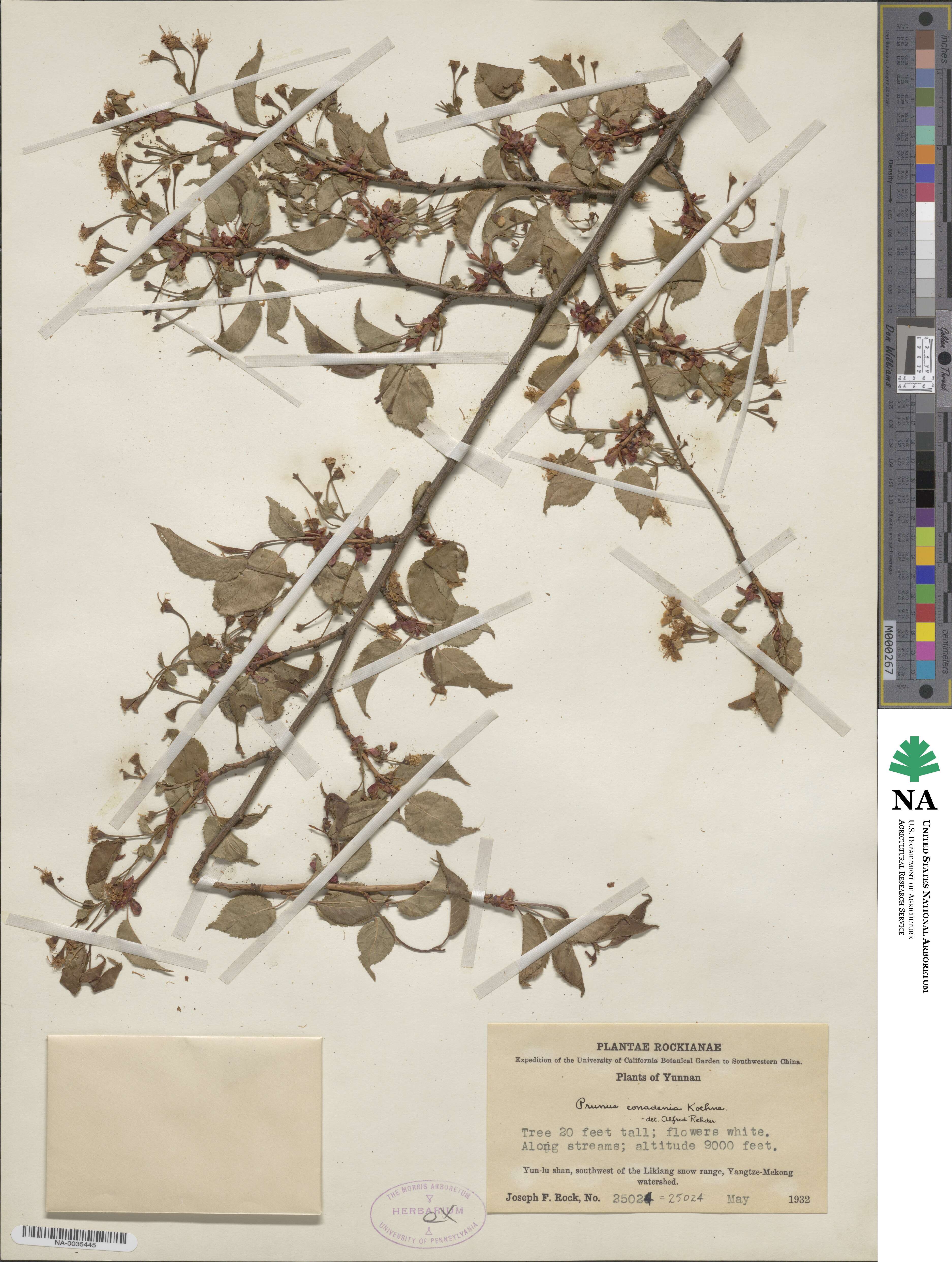 Prunus conadenia image